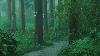 Listen To The Rain On The Forest Path Relax Reduce Anxiety And Sleep Deeply