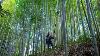 The Sound Of Sagano Bamboo Forest In Kyoto
