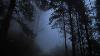 Virtual Drive Through The Dark And Foggy Forest Rain And Thunder